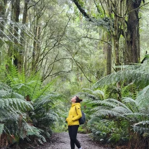 Great Otway Wildlife Spotting Tips For Your Rainforest Adventure