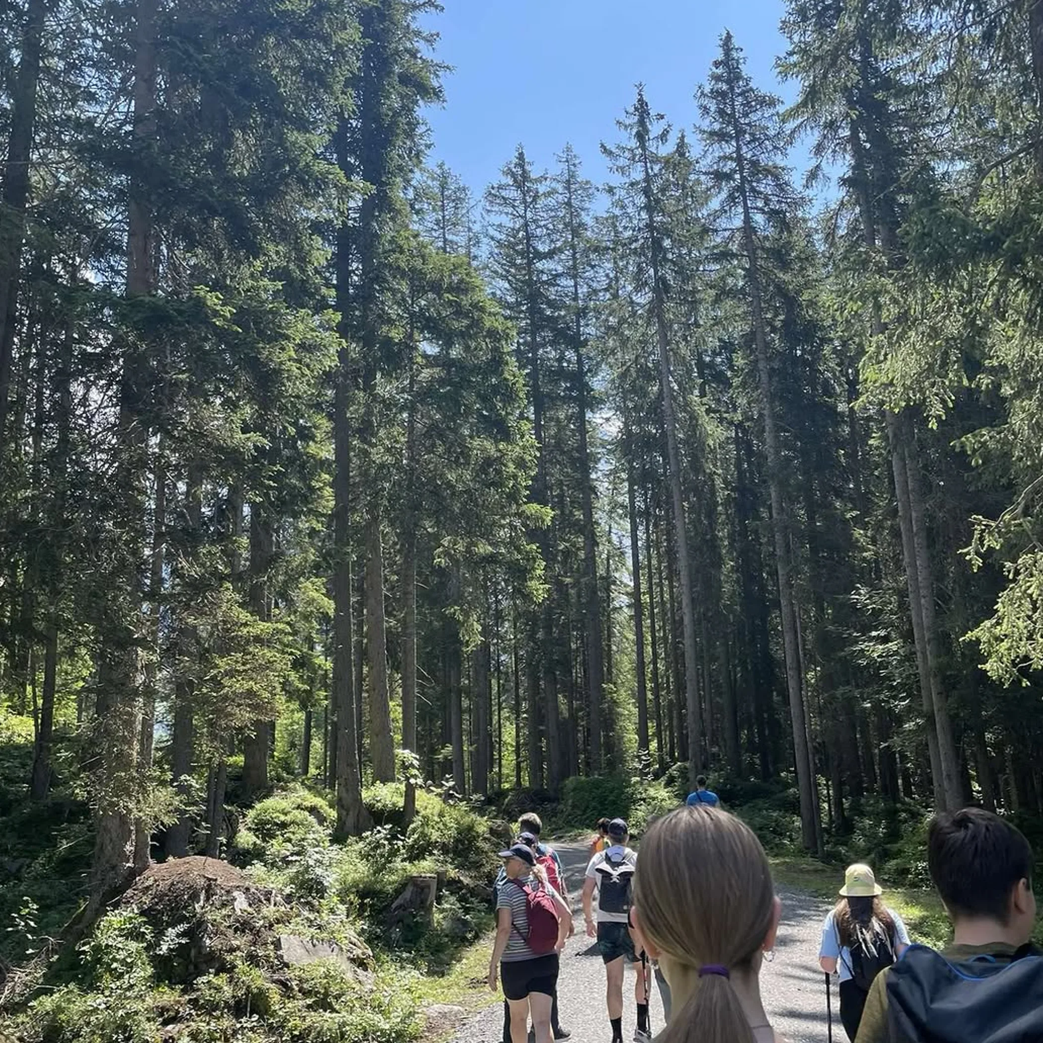 people hiking on forest trail