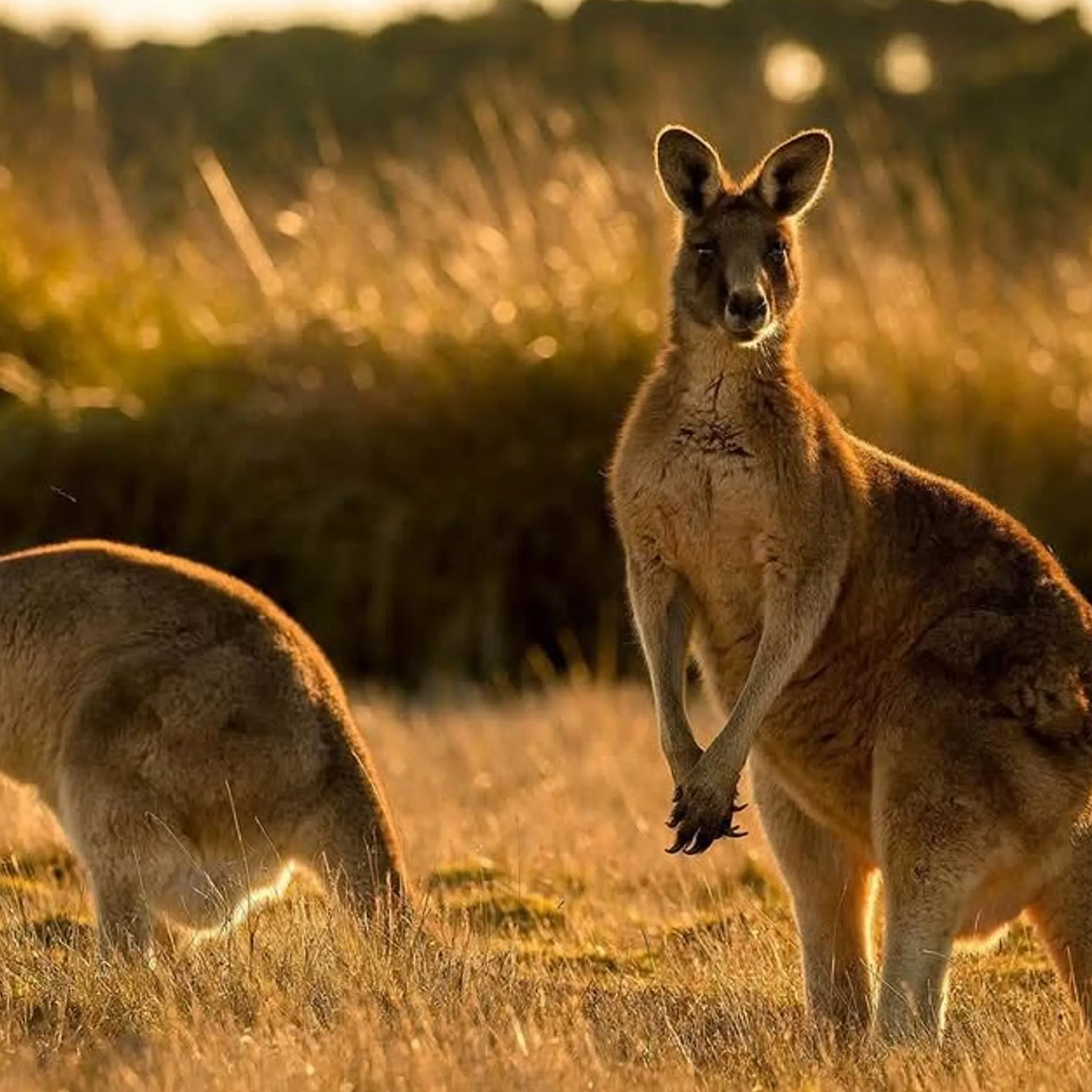 australian wildlife posing outdoors