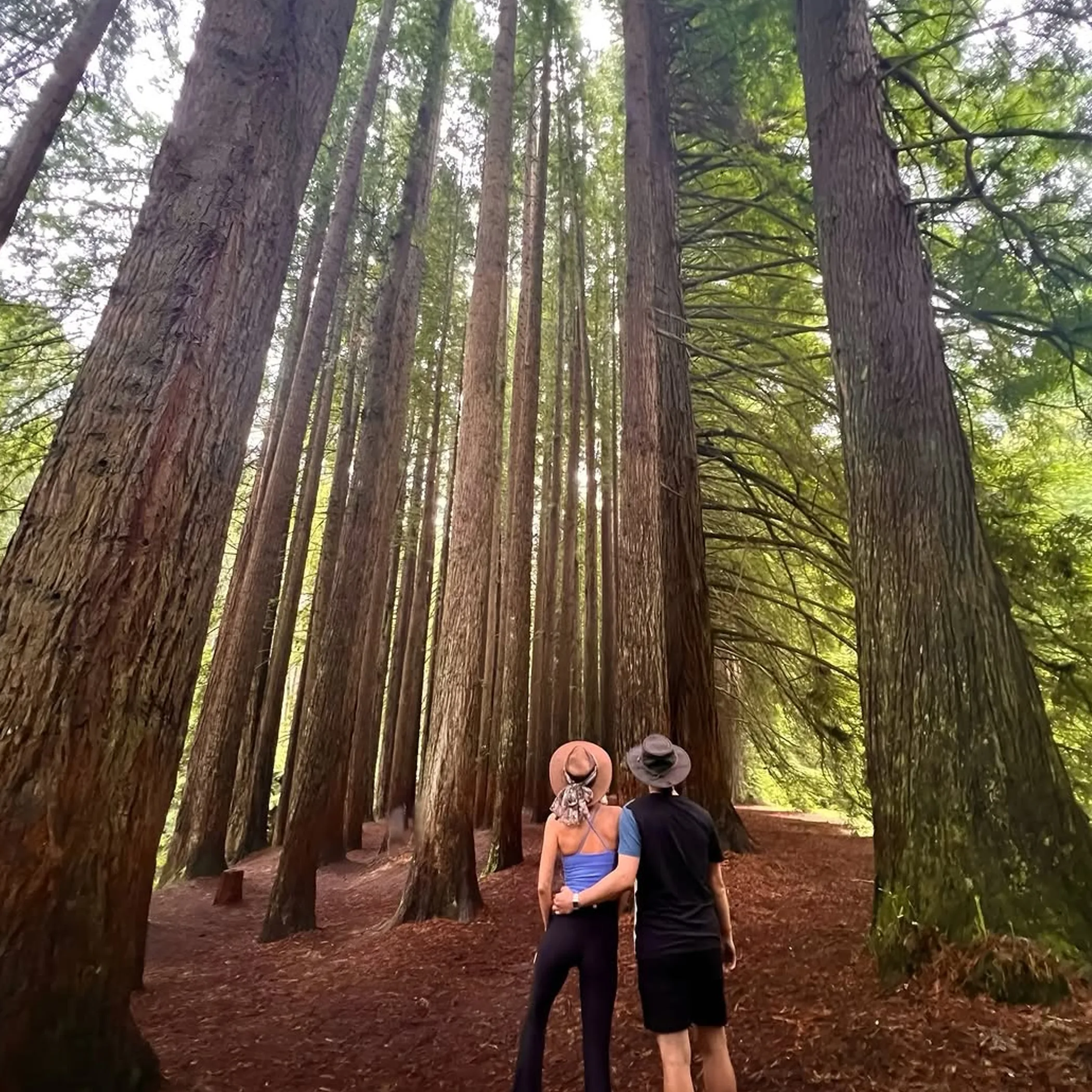 great otway redwoods and rainforest hiking