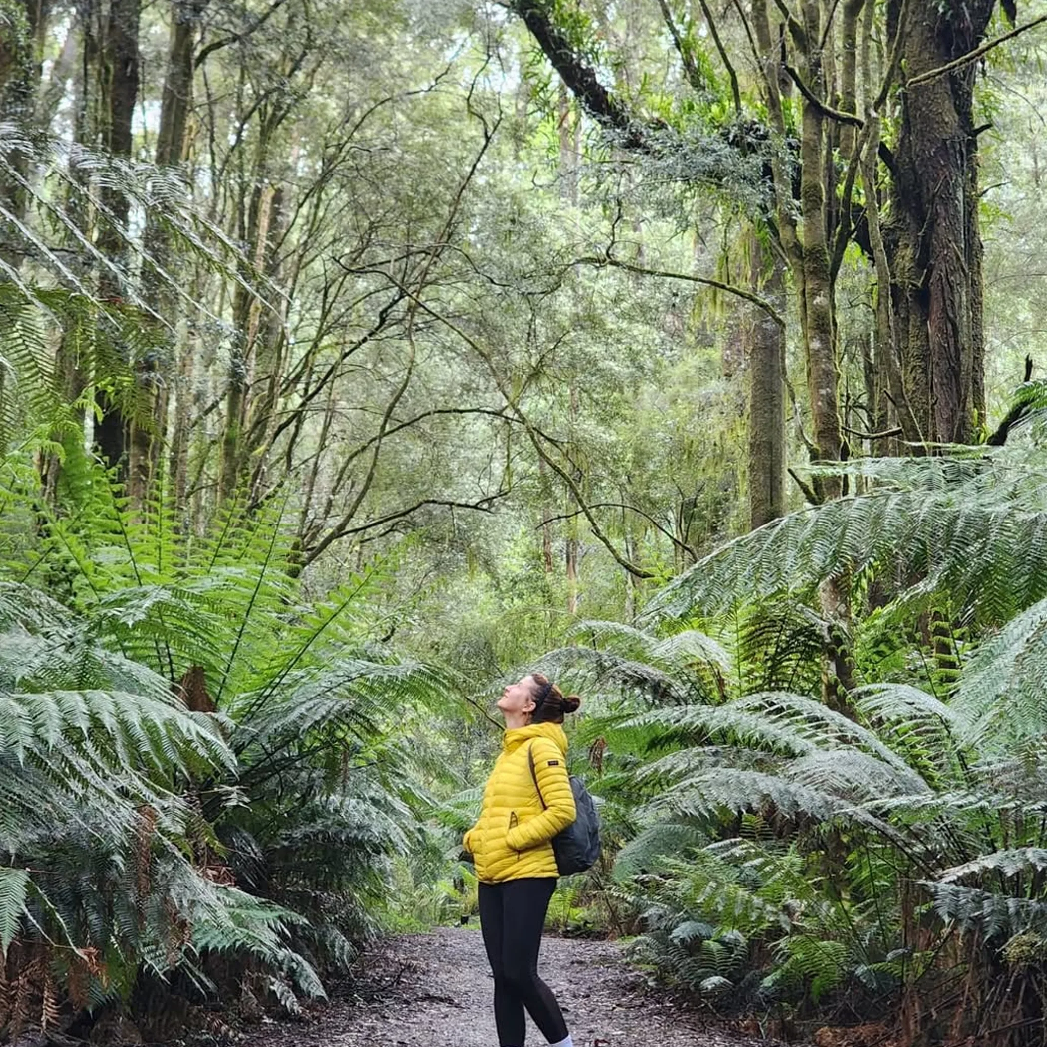 fern-filled rainforest hiking exploration