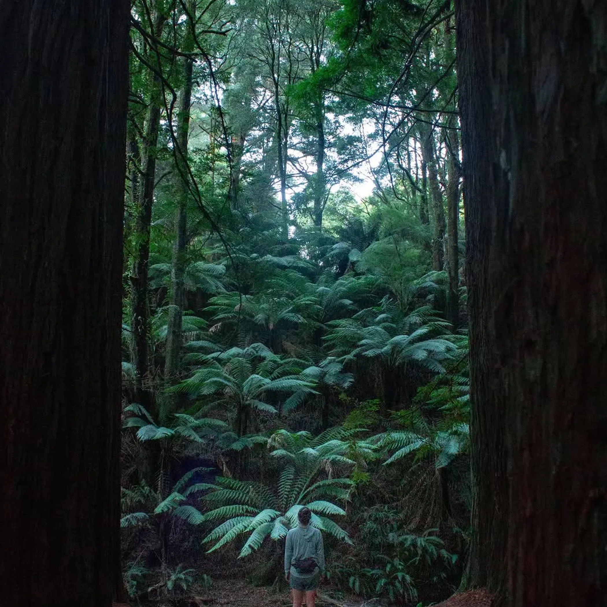 great otway rainforest exploration setting