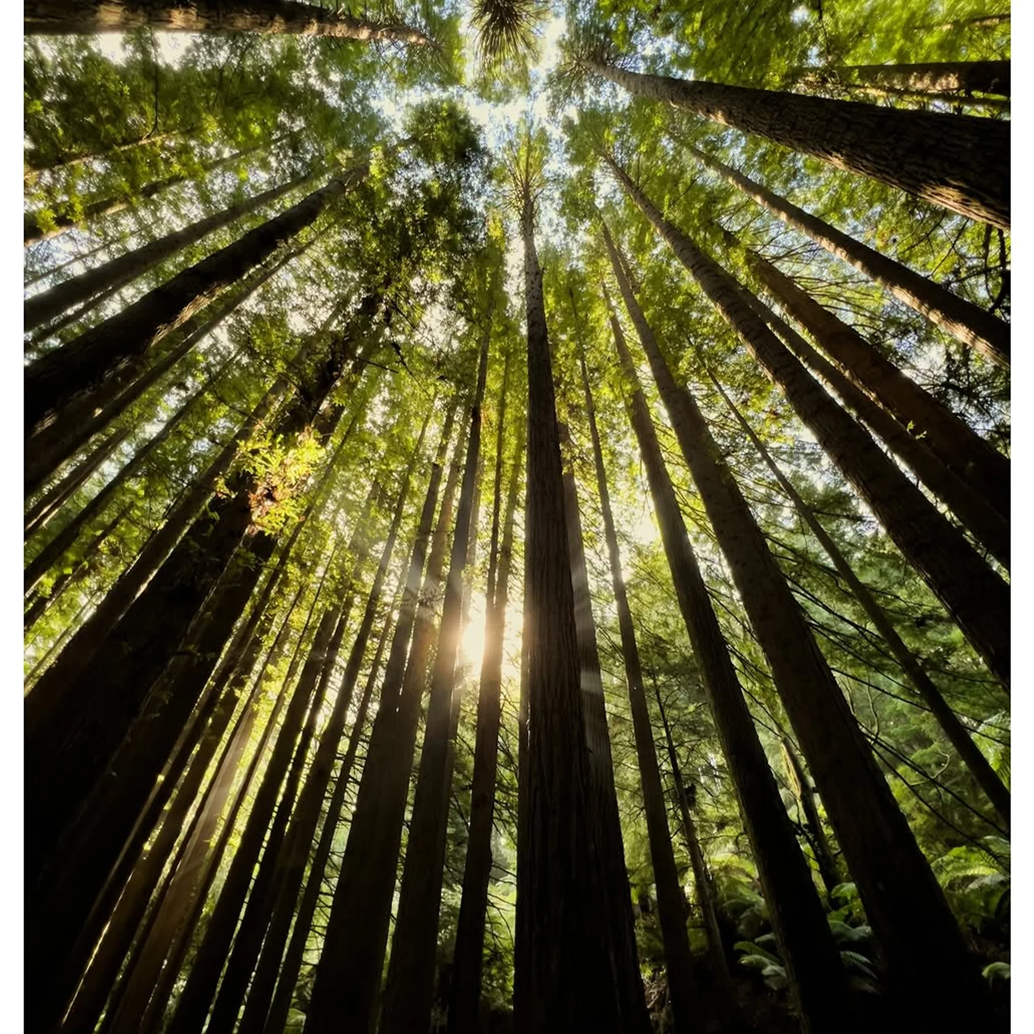 great otway redwood forest