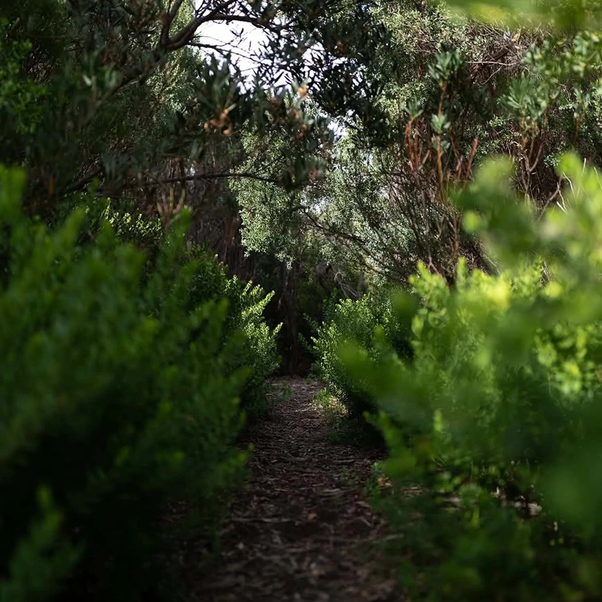 rainforest path for wildlife spotting