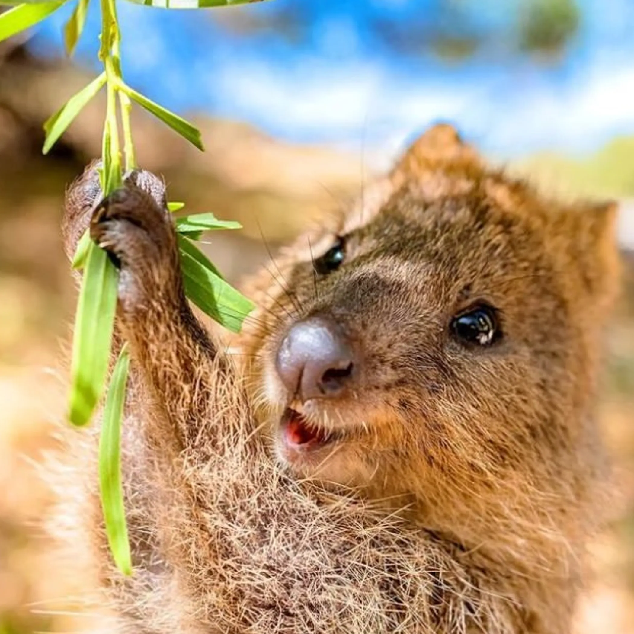 australian wildlife in rainforest