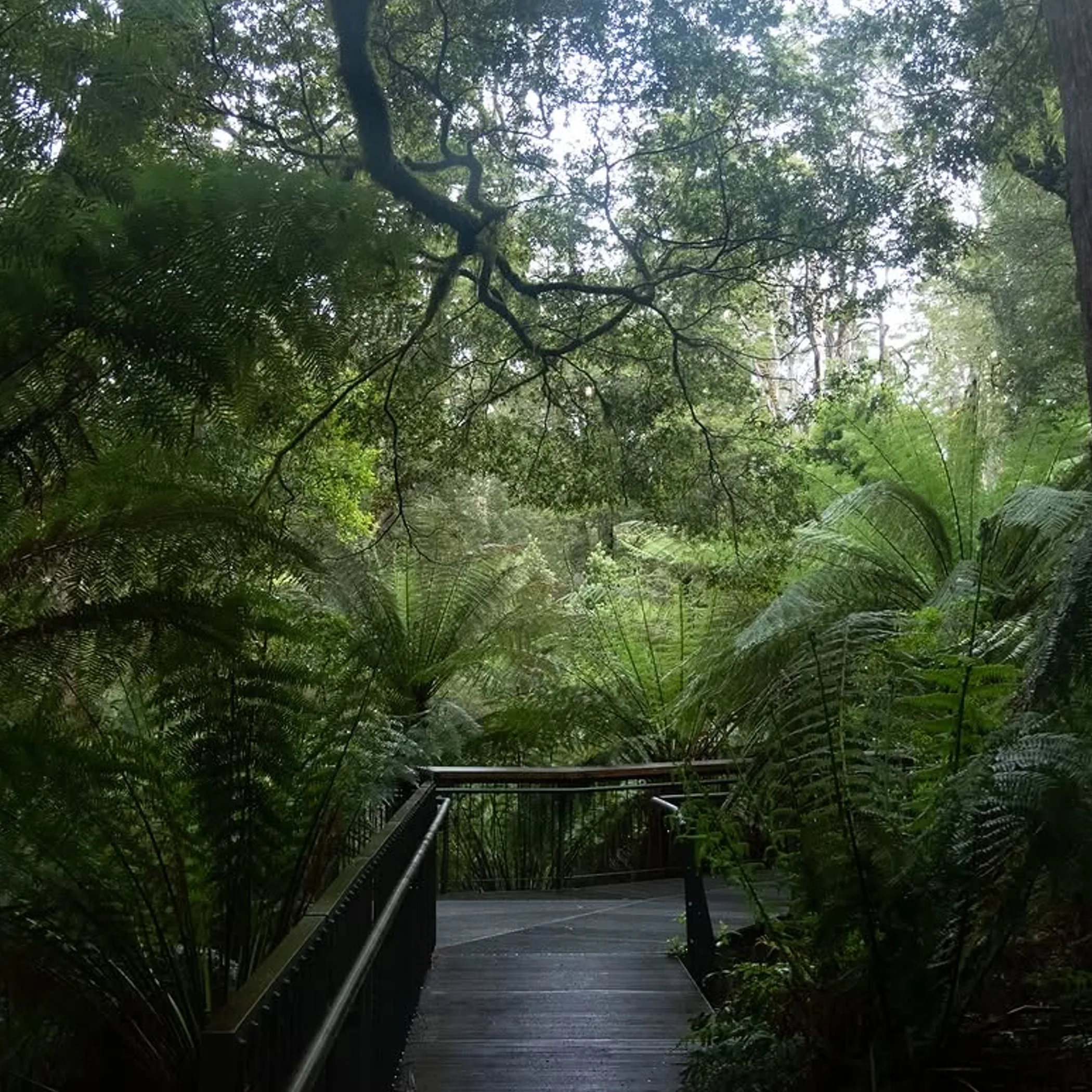 great otway rainforest walking route