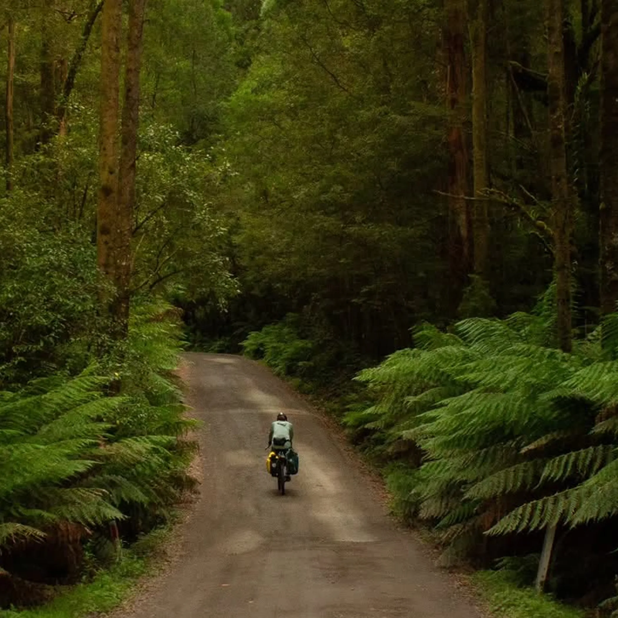 cycling through lush great otway rainforest